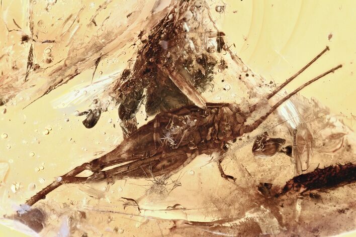 Very Detailed Fossil Cricket (Gryllidae) In Baltic Amber #346407